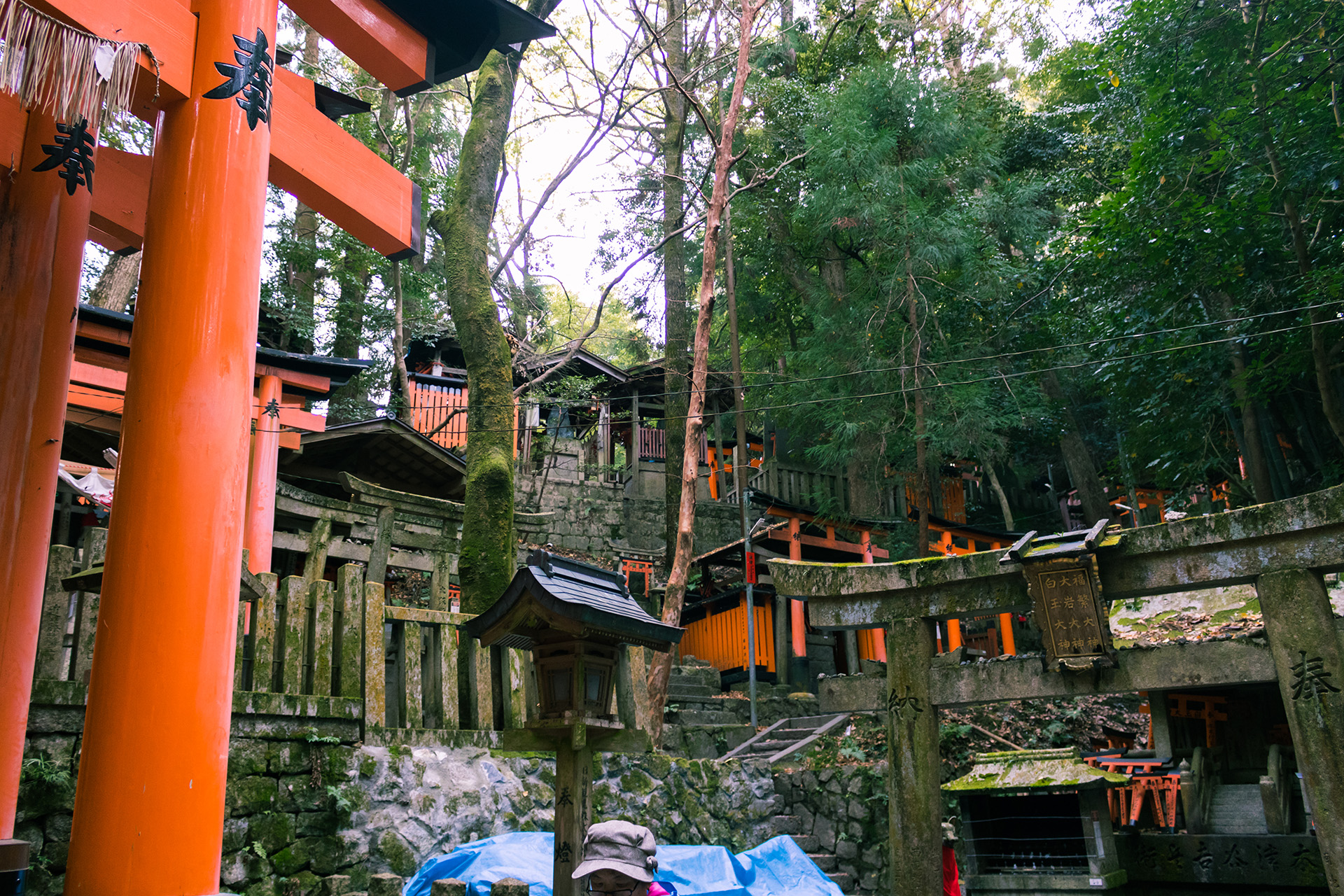 Many Japanese shrines and gates, each standing on dark green platforms of different heights made of rocks.